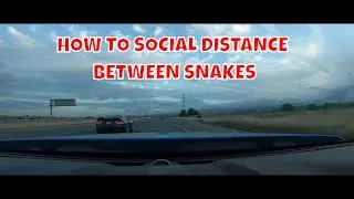 2013 Shelby GT500 vs Gen 5 Viper