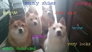 Many Shibe. Such wow. So Doge.