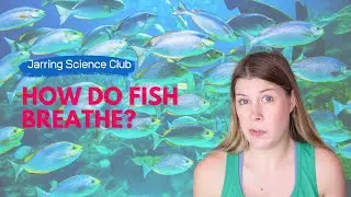 How Fish Breathe in Water Science Experiment