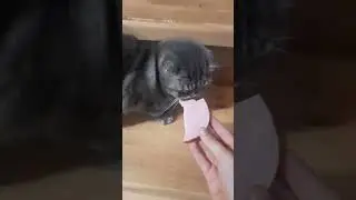 животинки пробуют еду😋  (колбаску🌭) делать 2 часть?