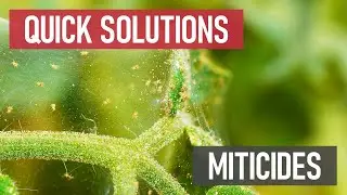 Quick Solutions: What are Miticides?