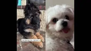 Se qued&oacute; eleto  viendo al amigo canino moverse