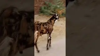 Big Goat walking in Street of USA #viral #animals #usa #goat