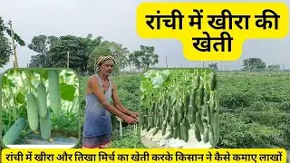 रांची में खीरा की खेती