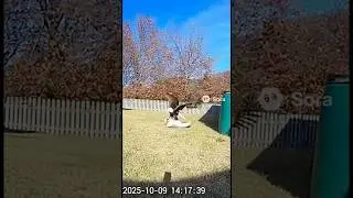 Goat Guardians: Epic Eagle Takedown Saves Cat!