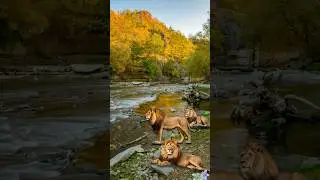 Nature's Quiet Moment: Lions by Autumn Waters #peaceful #relax #shorts