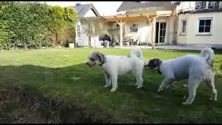 17 03 12 Ronja+Ayk Deckakt