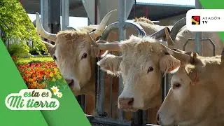 Vaca roya pirenaica