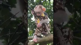 spotted a small monkey 🐵🐵🐵 #monkey #cute #monkeydluffy #babymonkey #shortsmonkey #animals