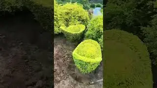The Relocation Process of Shaped Bushes: Showcasing Horticultural Beauty!