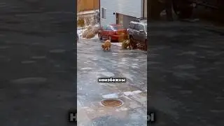 Три доказательства того, что Япония живет в будущем
