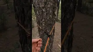 Unbelievable: Deploy a Ridgeline in Seconds WITHOUT KNOTS?!