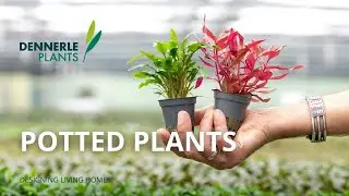 Potted Aquarium Plants | Dennerle Plants