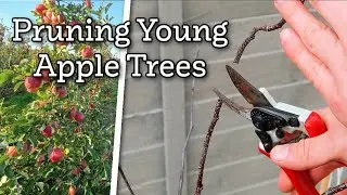 Learning to Prune Young Apple Trees: My First Try with the Central Leader Method