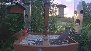 Sir Cardinal feeds juvenile Cardinal    19 53    Video 2018 08 12 200103