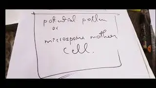 potential pollen or microspore mother cell