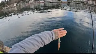Squidding in the pnw puget sound
