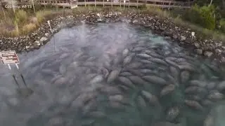 WATCH: Manatees huddle together to stay warm during chilly morning temperatures