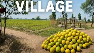 “Village Life in Summer 🌾 | Organic Farming, Sweet Melons & TubeWell Irrigation System 🚜💧”