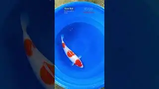 Ikan Kohaku jumbo tosai 😇 #shorts #ikankoi #info