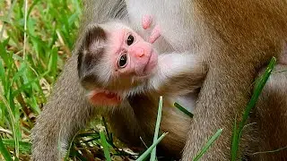 So cute baby monkey Jacee and well take care by mom Joyce!
