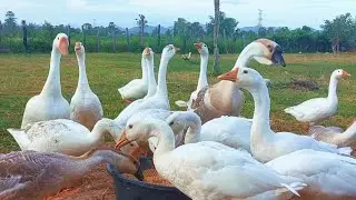 Peaceful Farm Morning with Hungry Geese & Ducks