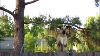Great Dane Jumping on the Trampoline