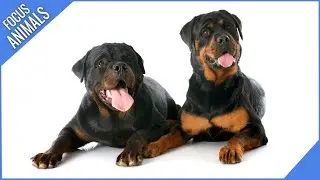 My Rottweiler is a NIGHTMARE! 😱 Can YOU Help Us?!#RottweilerTraining #DogTrainingHelp #DailyDogDiary
