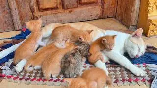 Mom cat is very tired and sleep when feeding milk for her beloved kittens 