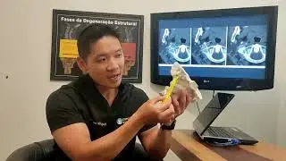 a rela&ccedil;&atilde;o da jun&ccedil;&atilde;o cr&acirc;nio-cervical com a veia jugular interna