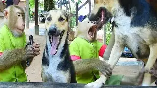 SokYaa Can't Control Chicken Even Phao Angry LIke This
