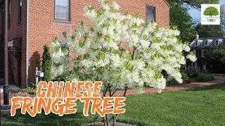 Chinese Fringe Tree - TN  Niursery