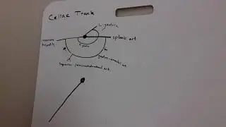 Breakdown of Celiac, SMA, IMA
