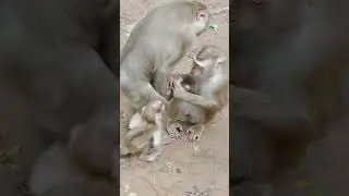 Monkey Flora trying to Lexi #monkey