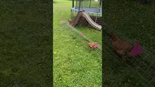 Chickens' Morning Commute || ViralHog