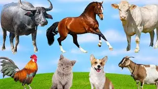 Delightful Farm and Wild Animal Sounds &ndash; Calming Nature Audio for Sleep, Relaxation, and Learning
