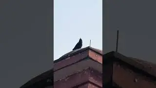 Real voice/calls of common Raven #ravens #crow #ytshortsindia #ytshorts #ytviral #viralshort #birds