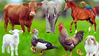 Farm Animal Life: Horse, Elephant, Chicken, Rabbit, Cow, Pig, Duck, Cat, Dog, &ndash; Happy Animal Sounds