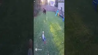 Cat save kid from Bear attack #rescue #cat #kids