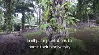 Researching biodiversity in oil palm plantations in Borneo