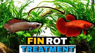 fin rot treatment for betta fish||fin rot treatment||fin rot treatment in hindi