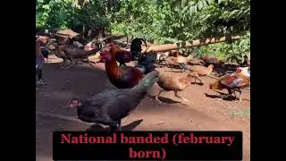 NRC National banded (Atty. Jun Cajes)