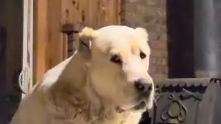 Asia, Central Asian Shepherd singing Scotland the Brave.