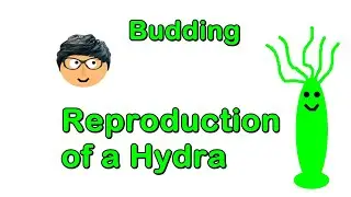 How does a Hydra Reproduce? |The process of Budding|