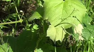 Rootworm Scouting - LERGP Podcast #126