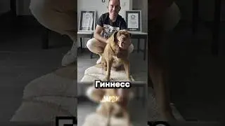 Бобби и так всё всем доказал
