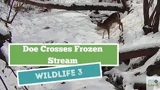 Pixcams.com  Wildlife Cam  3