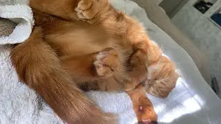 Течка у кошек: основное😻