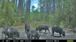 Moultrie Delta Camera Videos on Hogs