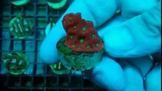 Favites Australia ultra coral gandalf